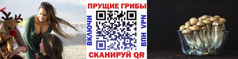 Галлюциногенные грибы Psilocybe МЕГА как войти Спасск-Дальний где купить